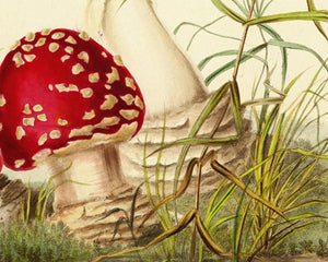 Anna Maria Hussey "Agaricus Muscarius" (c.1847) Illustrations of British Mycology - Mabon Gallery