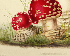 Anna Maria Hussey "Agaricus Muscarius" (c.1847) Illustrations of British Mycology - Mabon Gallery