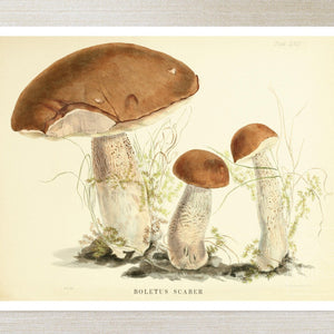 Anna Maria Hussey "Boletus Scaber" (c.1847) Illustrations of British Mycology - Mabon Gallery