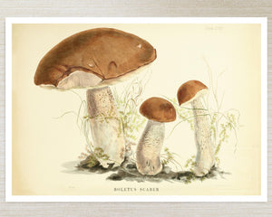 Anna Maria Hussey "Boletus Scaber" (c.1847) Illustrations of British Mycology - Mabon Gallery