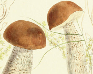 Anna Maria Hussey "Boletus Scaber" (c.1847) Illustrations of British Mycology - Mabon Gallery