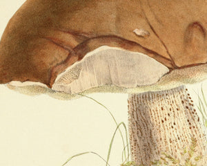 Anna Maria Hussey "Boletus Scaber" (c.1847) Illustrations of British Mycology - Mabon Gallery