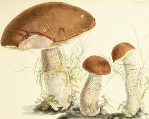 Anna Maria Hussey "Boletus Scaber" (c.1847) Illustrations of British Mycology - Mabon Gallery