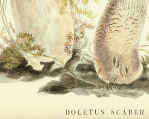 Anna Maria Hussey "Boletus Scaber" (c.1847) Illustrations of British Mycology - Mabon Gallery