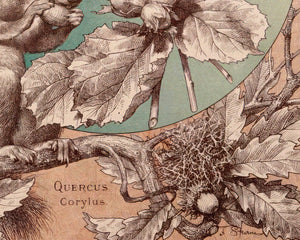 Anton Seder "Squirrel, Oak & Hazel" (c.1887) Vintage Book Illustration - Mabon Gallery