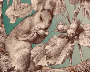 Anton Seder "Squirrel, Oak & Hazel" (c.1887) Vintage Book Illustration - Mabon Gallery