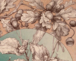 Anton Seder "Squirrel, Oak & Hazel" (c.1887) Vintage Book Illustration - Mabon Gallery