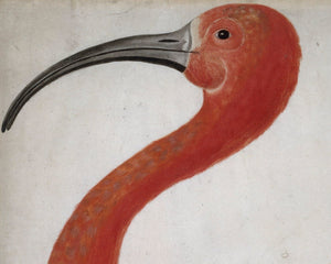 Dorothea Maria Graff "Scarlet Ibis with an Egg" (c.1699 - 1701) - Mabon Gallery
