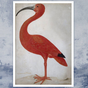 Dorothea Maria Graff "Scarlet Ibis with an Egg" (c.1699 - 1701) - Mabon Gallery