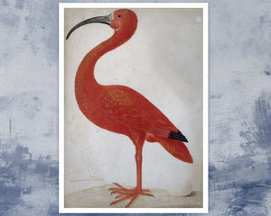 Dorothea Maria Graff "Scarlet Ibis with an Egg" (c.1699 - 1701) - Mabon Gallery