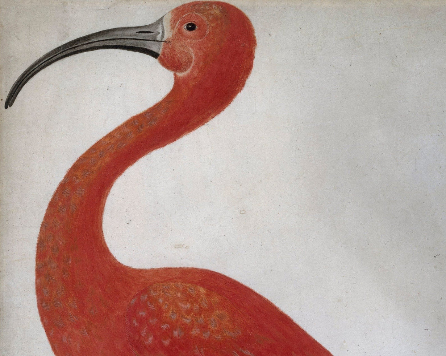 Dorothea Maria Graff "Scarlet Ibis with an Egg" (c.1699 - 1701) - Mabon Gallery