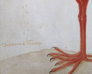 Dorothea Maria Graff "Scarlet Ibis with an Egg" (c.1699 - 1701) - Mabon Gallery