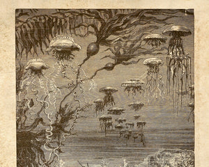 Édouard Riou "A Walk Under The Waters" (c.1870) from "Twenty Thousand Leagues Under the Seas" by Jules Verne - Mabon Gallery