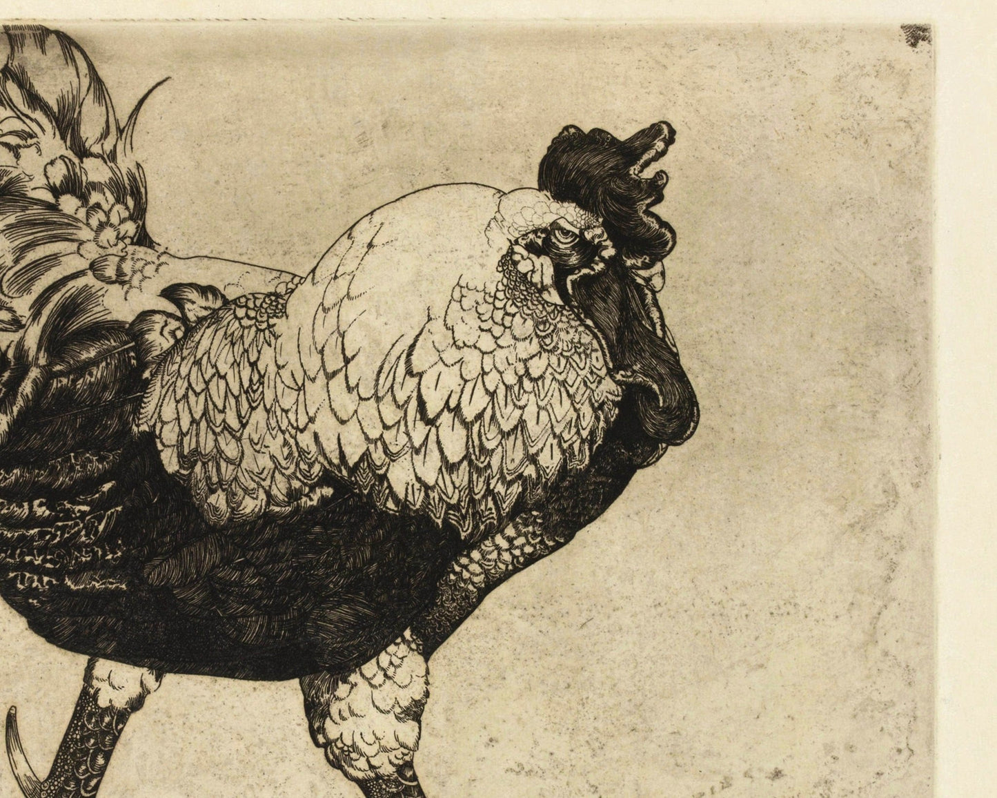 Edward Julius Detmold "Etching of a Cockerill" (c.1900) - Mabon Gallery