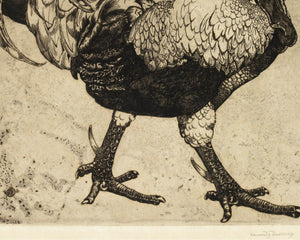 Edward Julius Detmold "Etching of a Cockerill" (c.1900) - Mabon Gallery