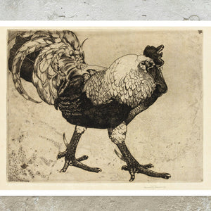 Edward Julius Detmold "Etching of a Cockerill" (c.1900) - Mabon Gallery