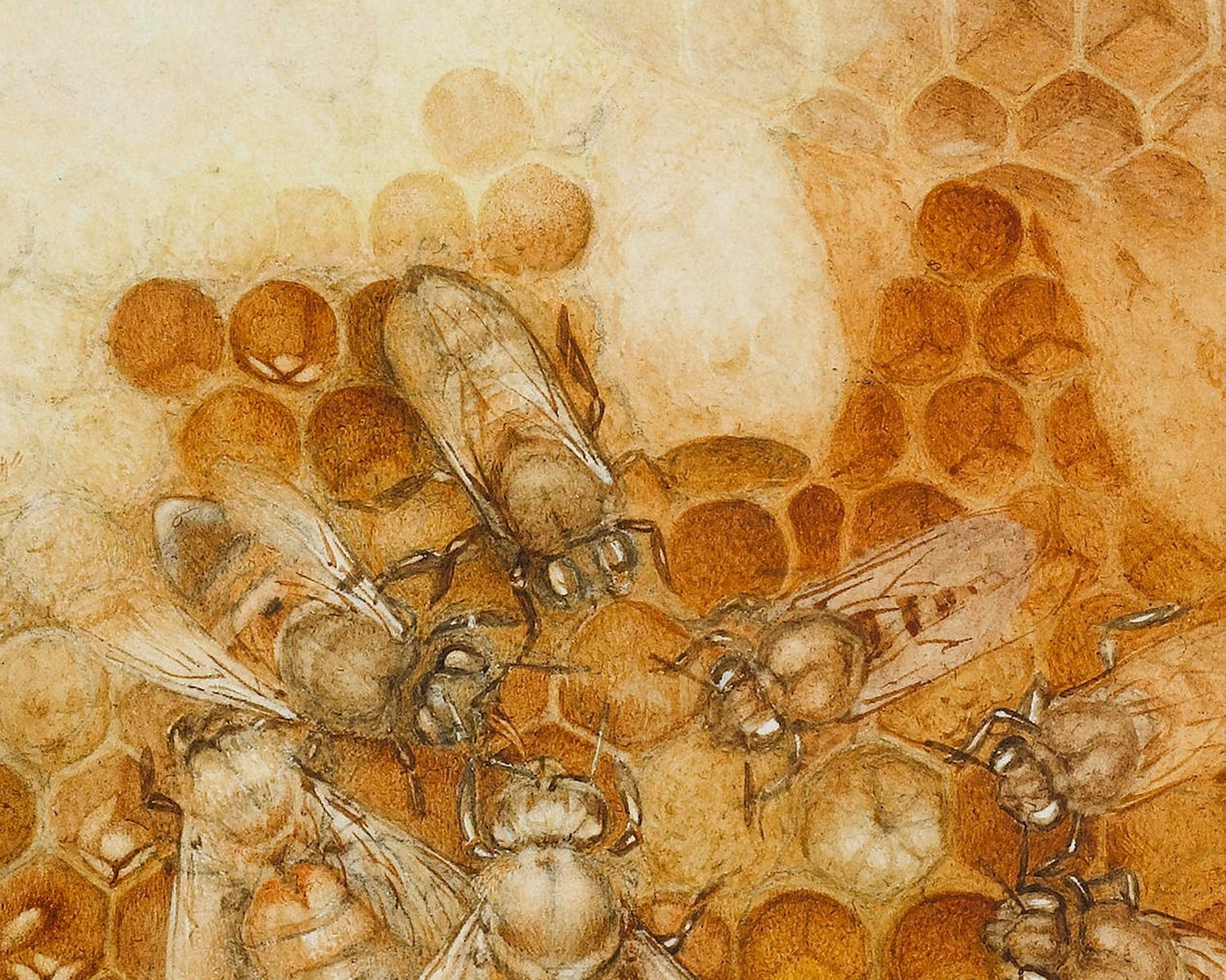 Edward Julius Detmold "The Queen Bee" (c.1911) - Mabon Gallery
