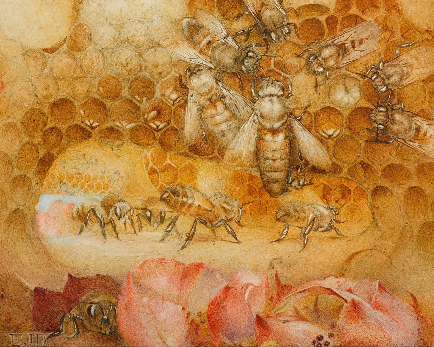 Edward Julius Detmold "The Queen Bee" (c.1911) - Mabon Gallery