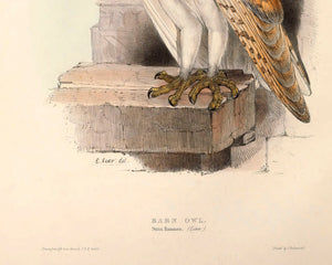 Edward Lear "Barn Owl" (c.1837) - Mabon Gallery