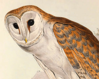 Edward Lear "Barn Owl" (c.1837) - Mabon Gallery