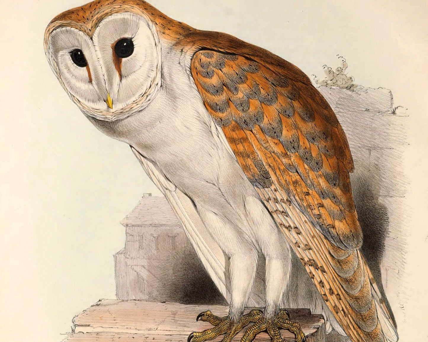 Edward Lear "Barn Owl" (c.1837) - Mabon Gallery