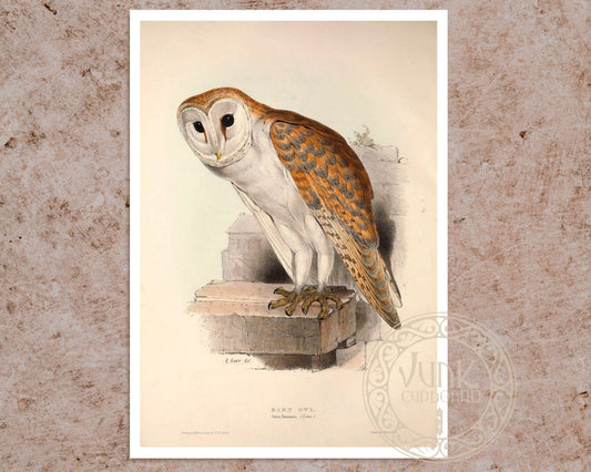 Edward Lear "Barn Owl" (c.1837) - Mabon Gallery