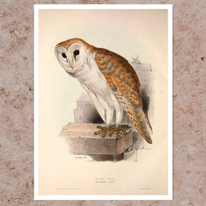 Edward Lear "Barn Owl" (c.1837) - Mabon Gallery