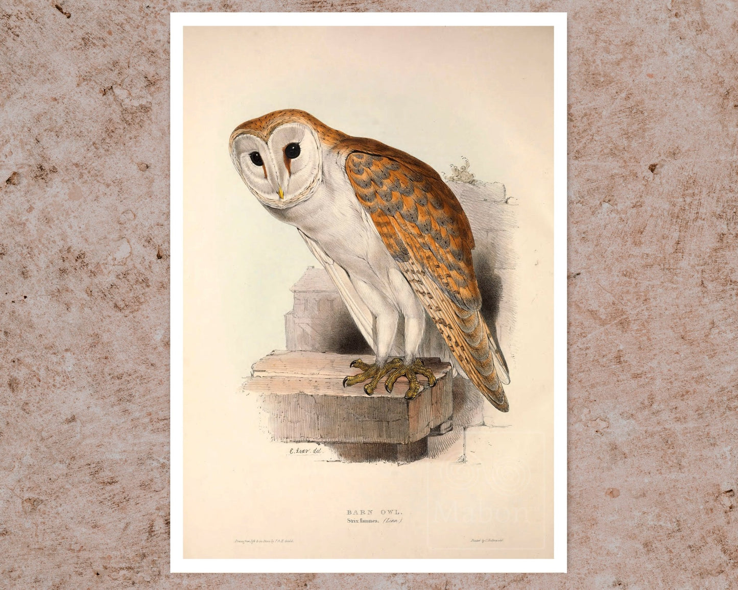 Edward Lear "Barn Owl" (c.1837) - Mabon Gallery