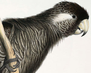 Edward Lear "Baudin's Cockatoo" (c.1831) - Mabon Gallery