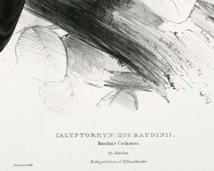 Edward Lear "Baudin's Cockatoo" (c.1831) - Mabon Gallery