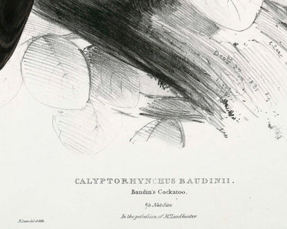 Edward Lear "Baudin's Cockatoo" (c.1831) - Mabon Gallery