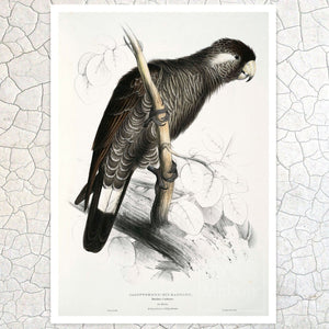 Edward Lear "Baudin's Cockatoo" (c.1831) - Mabon Gallery