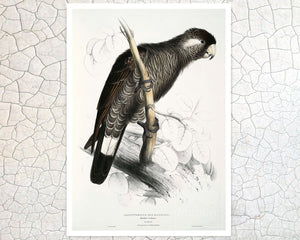 Edward Lear "Baudin's Cockatoo" (c.1831) - Mabon Gallery