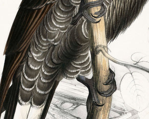 Edward Lear "Baudin's Cockatoo" (c.1831) - Mabon Gallery