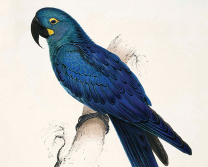 Edward Lear - "Blue Macaw or (Anodorhynchus Leari / Lear's Macaw) " (c.1831) - Mabon Gallery