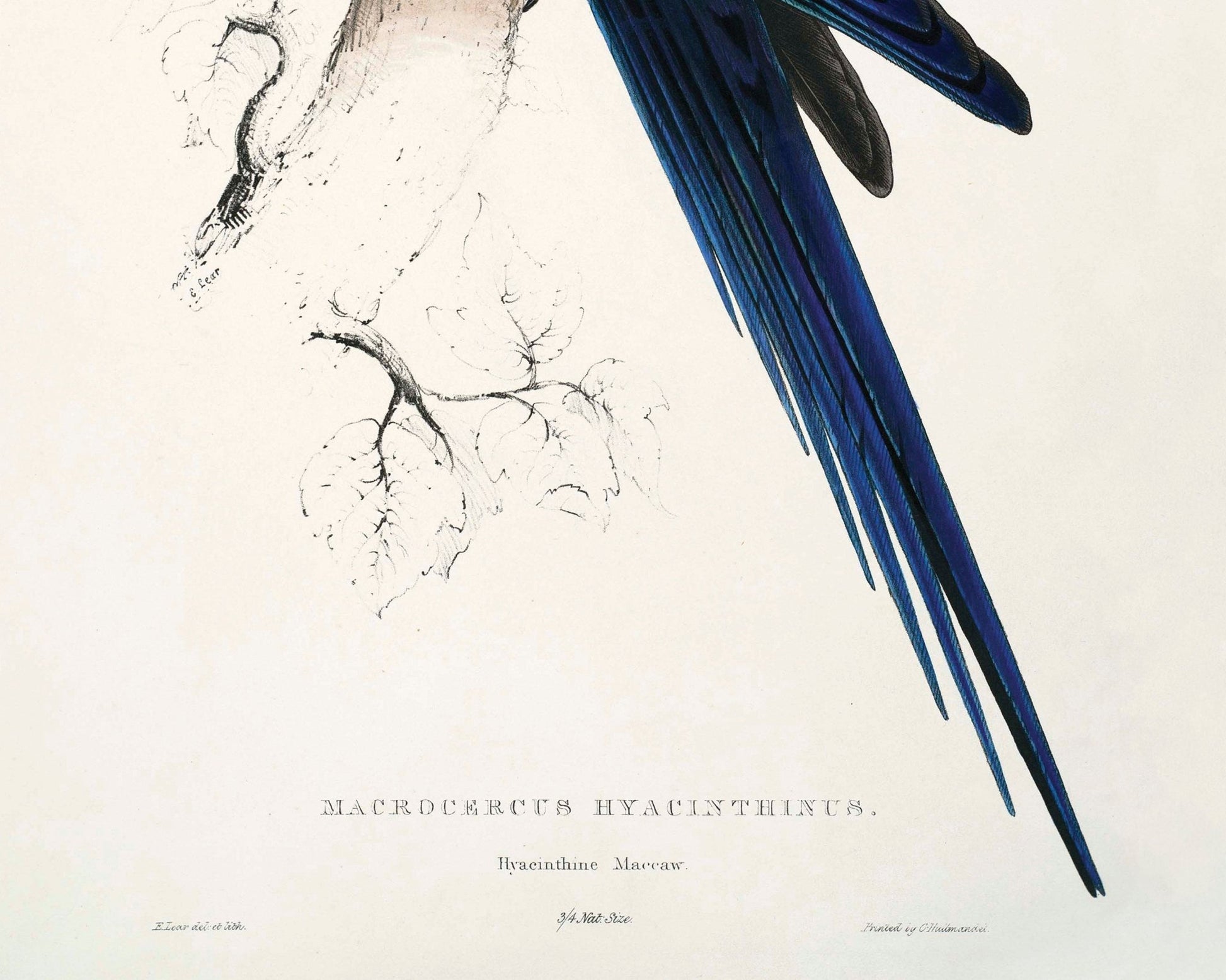 Edward Lear - "Blue Macaw or (Anodorhynchus Leari / Lear's Macaw) " (c.1831) - Mabon Gallery