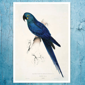 Edward Lear - "Blue Macaw or (Anodorhynchus Leari / Lear's Macaw) " (c.1831) - Mabon Gallery