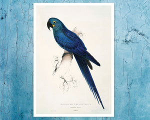Edward Lear - "Blue Macaw or (Anodorhynchus Leari / Lear's Macaw) " (c.1831) - Mabon Gallery
