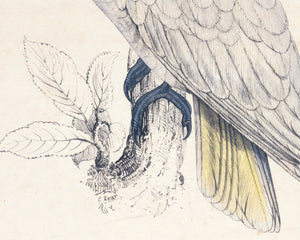 Edward Lear "Lesser Sulphur - crested Cockatoo" (c.1831) - Mabon Gallery