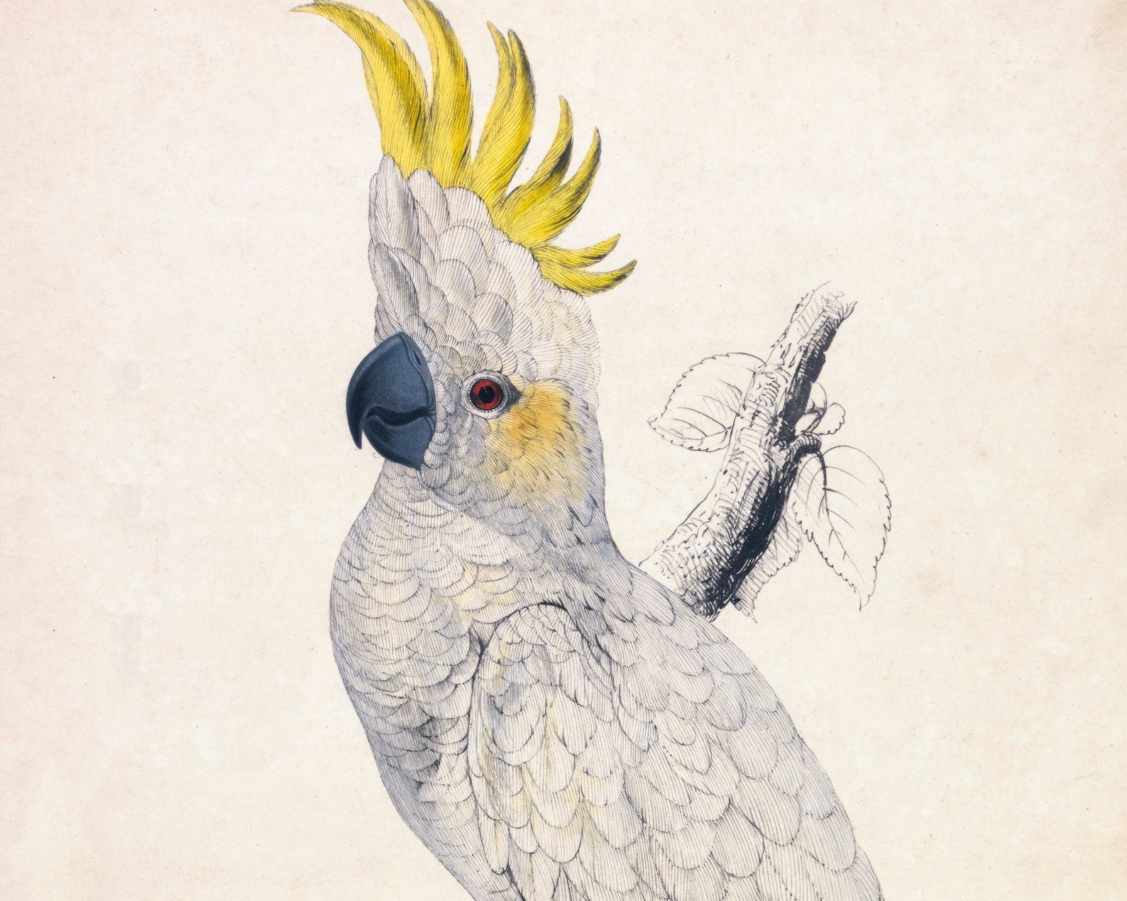 Edward Lear "Lesser Sulphur - crested Cockatoo" (c.1831) - Mabon Gallery