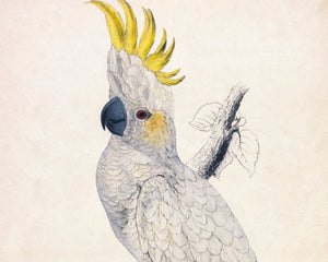 Edward Lear "Lesser Sulphur - crested Cockatoo" (c.1831) - Mabon Gallery