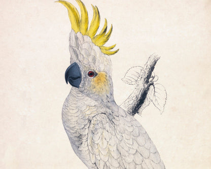 Edward Lear "Lesser Sulphur - crested Cockatoo" (c.1831) - Mabon Gallery