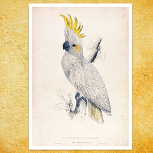 Edward Lear "Lesser Sulphur - crested Cockatoo" (c.1831) - Mabon Gallery