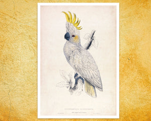 Edward Lear "Lesser Sulphur - crested Cockatoo" (c.1831) - Mabon Gallery