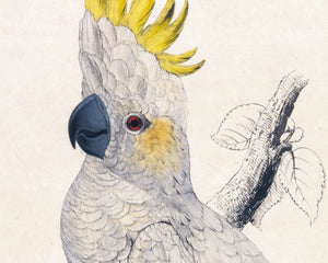Edward Lear "Lesser Sulphur - crested Cockatoo" (c.1831) - Mabon Gallery