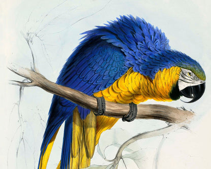 Edward Lear - "Macrocercus Ararauna / the Blue and Yellow Macaw" (c.1832) - Mabon Gallery