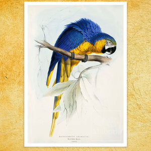 Edward Lear - "Macrocercus Ararauna / the Blue and Yellow Macaw" (c.1832) - Mabon Gallery