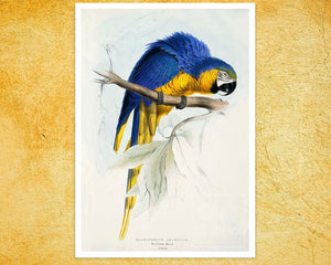 Edward Lear - "Macrocercus Ararauna / the Blue and Yellow Macaw" (c.1832) - Mabon Gallery