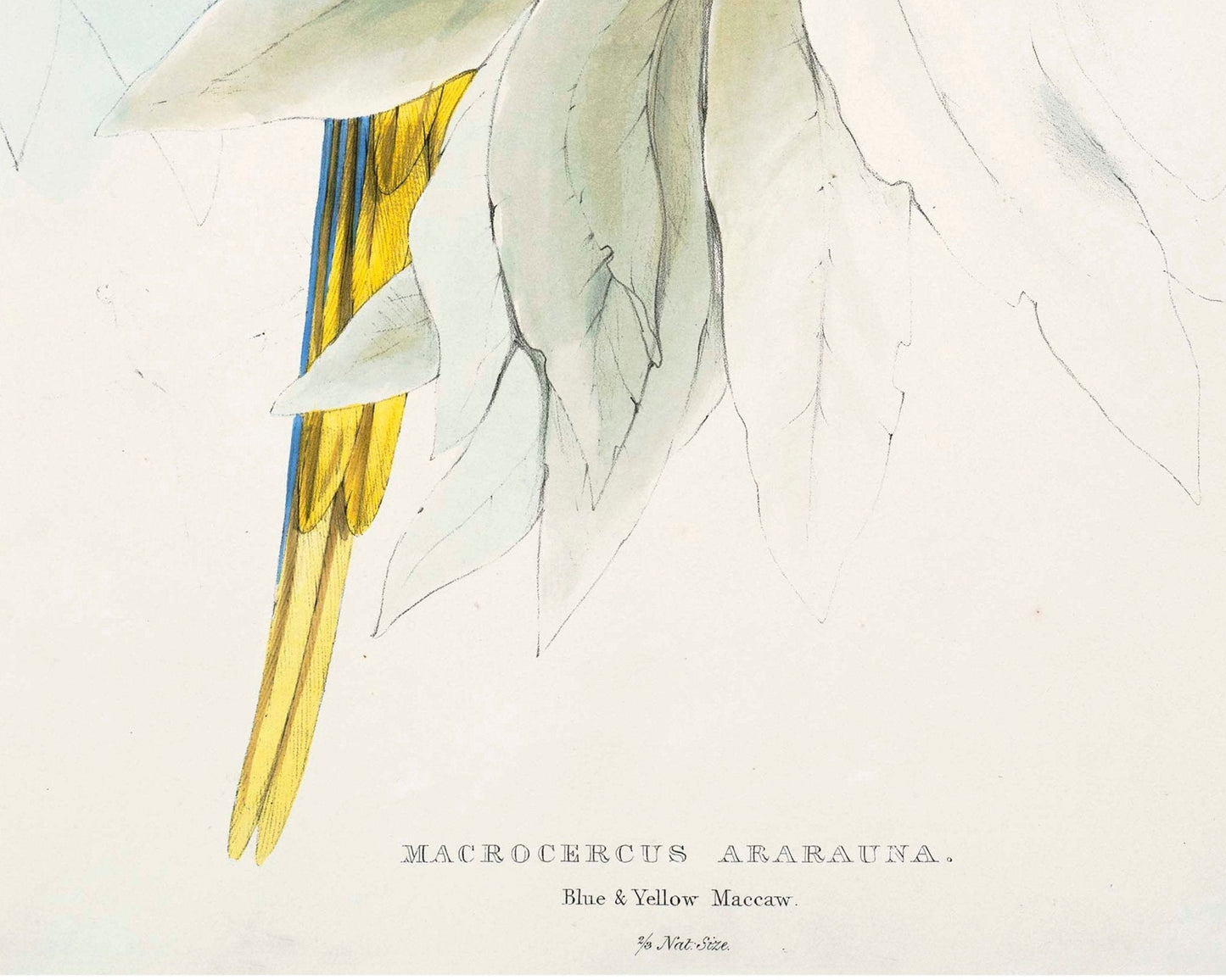 Edward Lear - "Macrocercus Ararauna / the Blue and Yellow Macaw" (c.1832) - Mabon Gallery