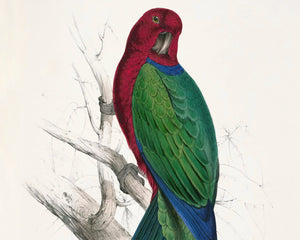 Edward Lear "Maroon Shining Parrot - Prosopeia tabuensis" (c.1831) - Mabon Gallery